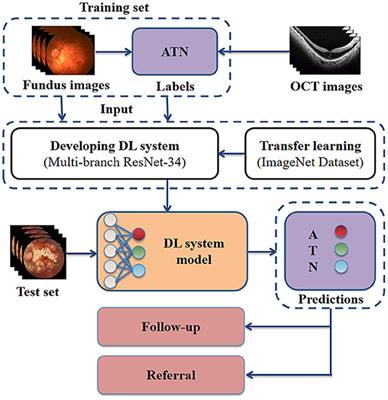 Predicting Optical Coherence Tomography-Derived High Myopia Grades From Fundus Photographs Using Deep Learning